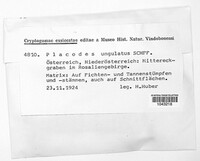Fomitopsis pinicola image